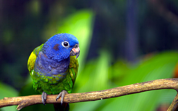 Черноухий попугай, синеголовый попугай (Pionus menstruus), фото птицы фотография картинка