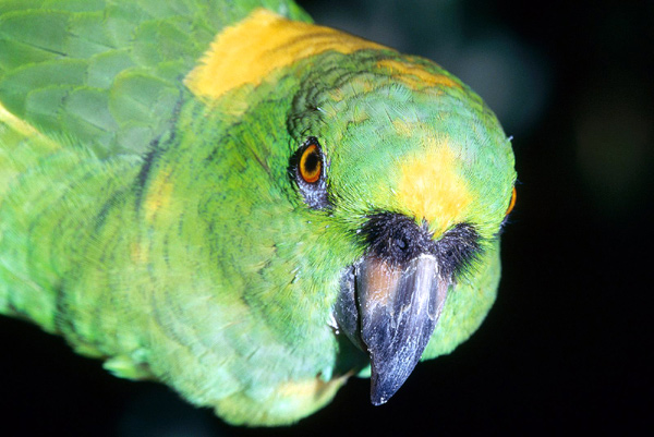 Желтолобый амазон (Amazona ochrocephala), фото птицы фотография картинка